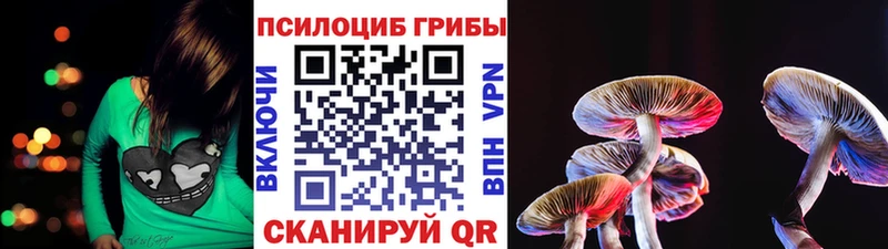 Купить где  Кукмор  Галлюциногенные грибы Psilocybine cubensis 